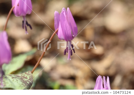 Katakuri Katakuri 10473124