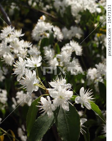 Hinoki flowers Hinoki flowers 10473131
