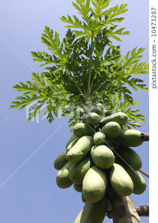 Developing fruit of the papaya tree Developing fruit of the papaya tree 10473287