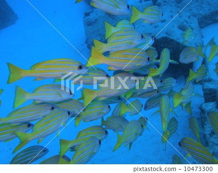 Yosugefudai Yosugefudai 10473300