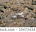 Fiddler crab 10473434