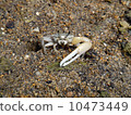 Fiddler crab 10473449