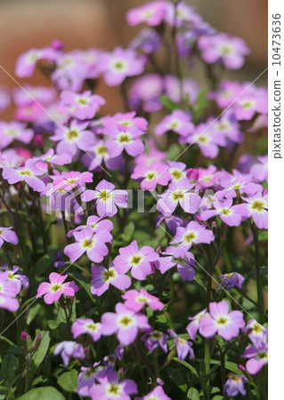 Virginia Stock 10473636
