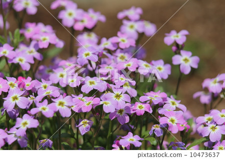 弗吉尼亞股票 弗吉尼亞股票 10473637