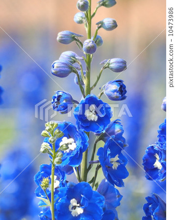 Delfinium Delfinium 10473986