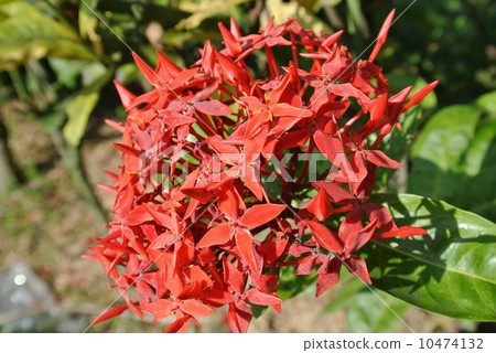 Santanka·Yamanuta（馬來西亞·吉隆坡） 10474132