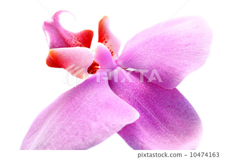 Orchid 10474163