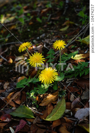 Dandelion Dandelion 10474257