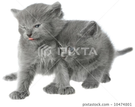 Fluffy gray kitten shows tongue and not let another kitten. 10474801