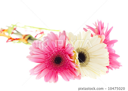 Gerbera Flower Isolated on White Background 10475020
