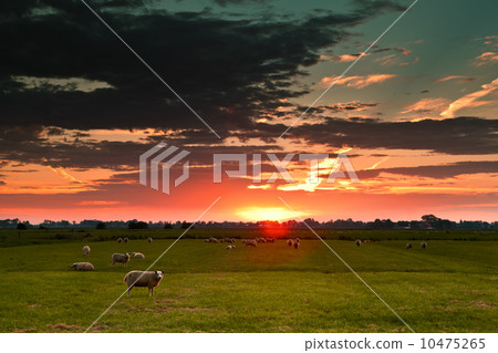 sheep on field against sun 10475265