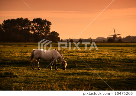white horse on pasture at sunrise 10475266