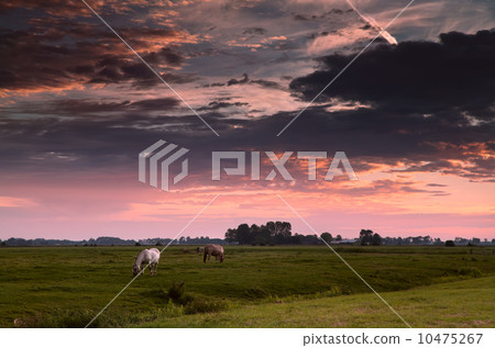 two horses on morning pasture 10475267