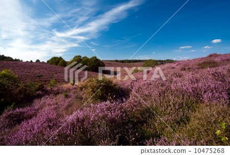 flowering heather on hills 10475268