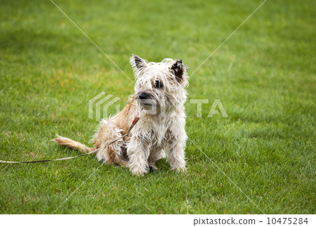 funny cute dog on grass 10475284