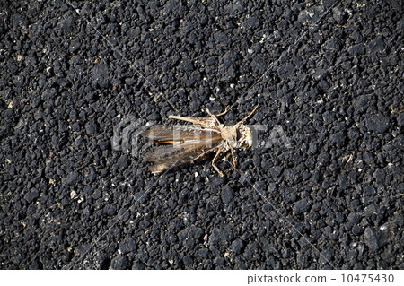 downtrodden smashed on the road grasshopper 10475430