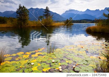 water lily on Barmsee in Alps water lily on Barmsee in Alps 10475440