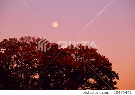 moon over tree at sunset moon over tree at sunset 10475441