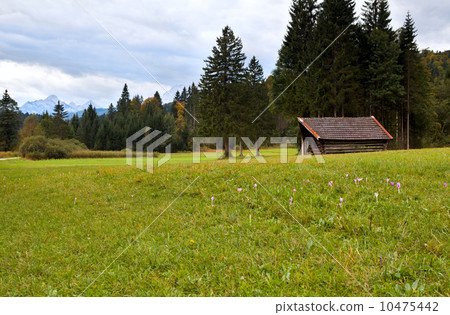 late crocuses on meadow in Alps late crocuses on meadow in Alps 10475442