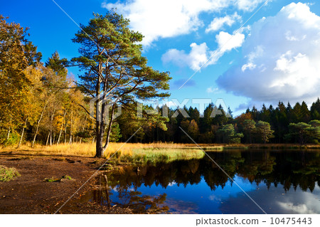 wild pond in forest 10475443
