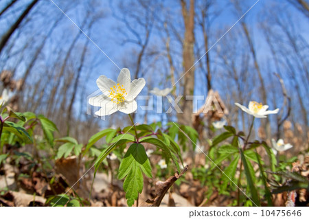 flowering snowdrop anemone in forest 10475646
