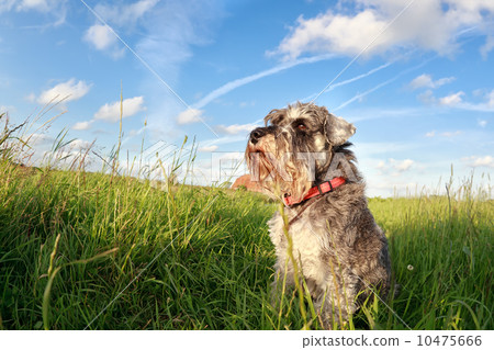 cute miniature schnauzer over blue sky 10475666