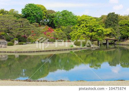 Fresh green on azalea and young leaves of Rokugien Fresh green on azalea and young leaves of Rokugien 10475874