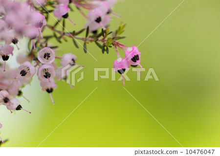 Arakawa自然公園淺粉紅色的小花·Janome Erika 10476047