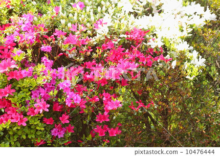 久留米杜鵑花 10476444