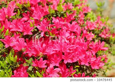 久留米杜鵑花 10476445