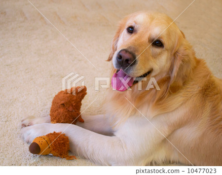 Dog golden retriever 10477023