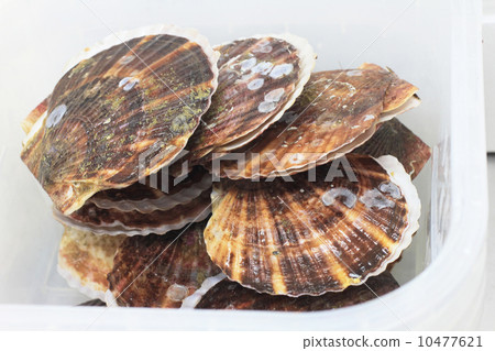  Scallop 10477621