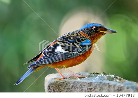 White-throated Rock-Thrush 10477918