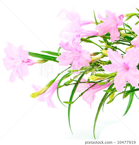 Ruellia squarrosa 10477919