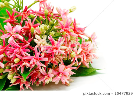 Rangoon Creeper Rangoon Creeper 10477929