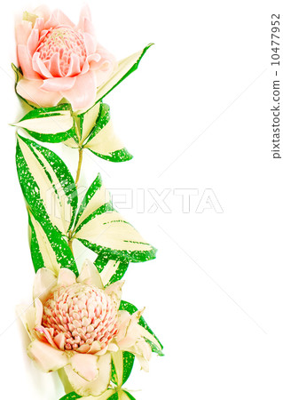 Torch Ginger 10477952