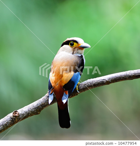 female Silver-breasted Broadbill 10477954
