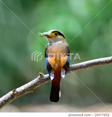 female Silver-breasted Broadbill 10477958
