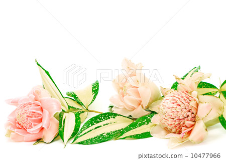 Torch Ginger 10477966