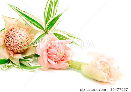 Torch Ginger 10477967