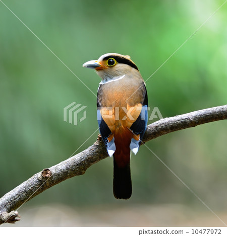 female Silver-breasted Broadbill 10477972