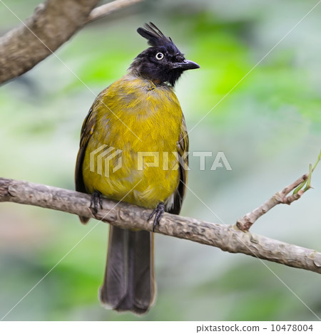 Black-crested Bulbul 10478004