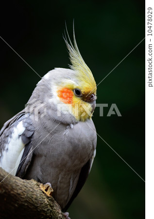 Cockatiel Cockatiel 10478029
