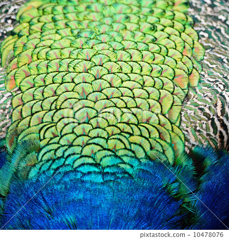 Green Peafowl feather 10478076