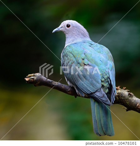 Green Imperial Pigeon 10478101
