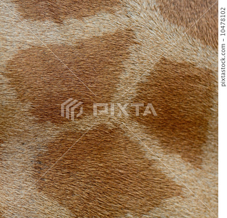 Giraffe skin 10478102