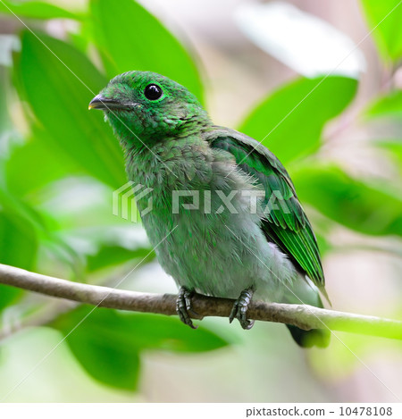 female Green Broadbill 10478108