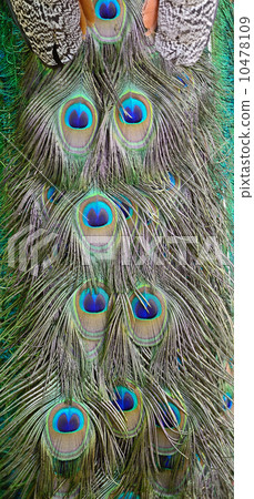 Green Peafowl feather 10478109
