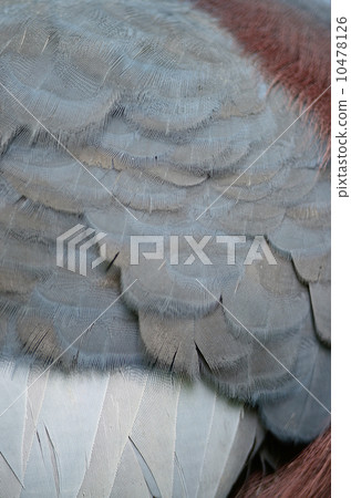 Victoria Crowned feather Victoria Crowned feather 10478126