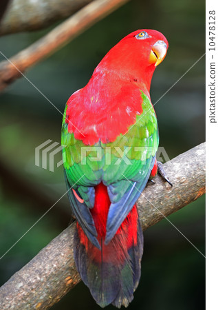 Lorikeet 10478128